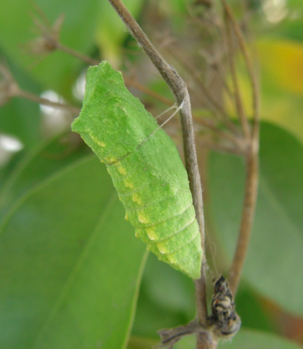 Papilio machaon:  allacciare le cinture!